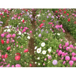 山東翠菊批發_劃算的翠菊推*
